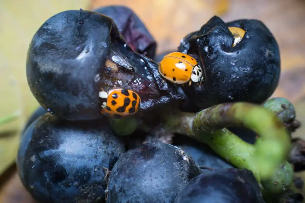 Ladybugs eating blueberries 
