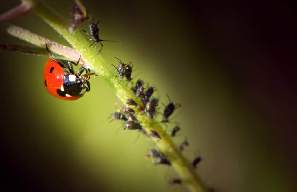Ladybug eating Aphids
