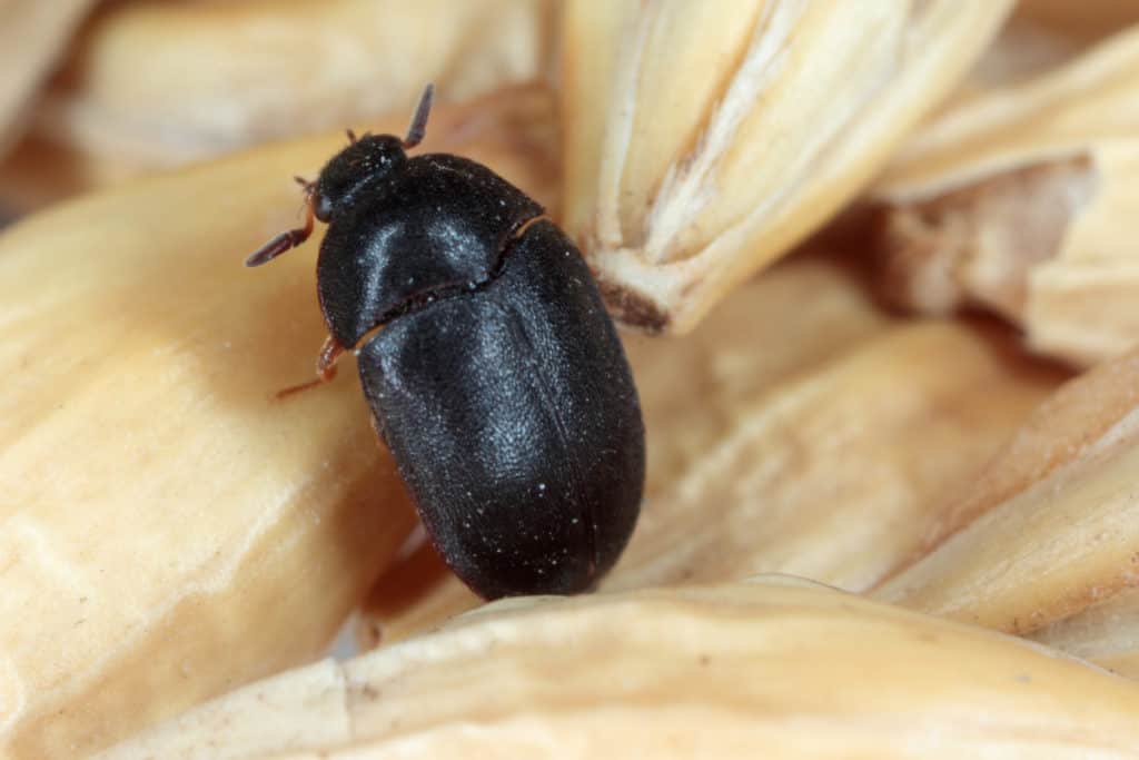 Black Carpet Beetle