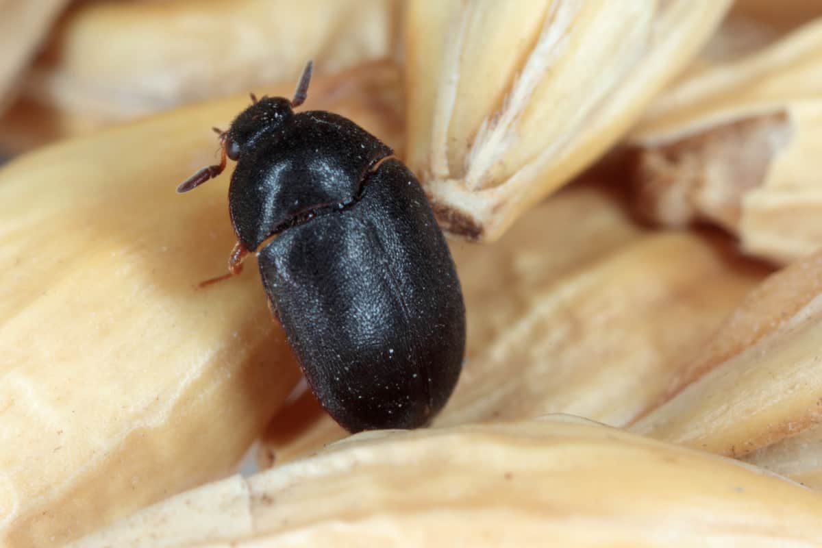 Do Carpet Beetles Poop And What Does It Look Like? – Welcome