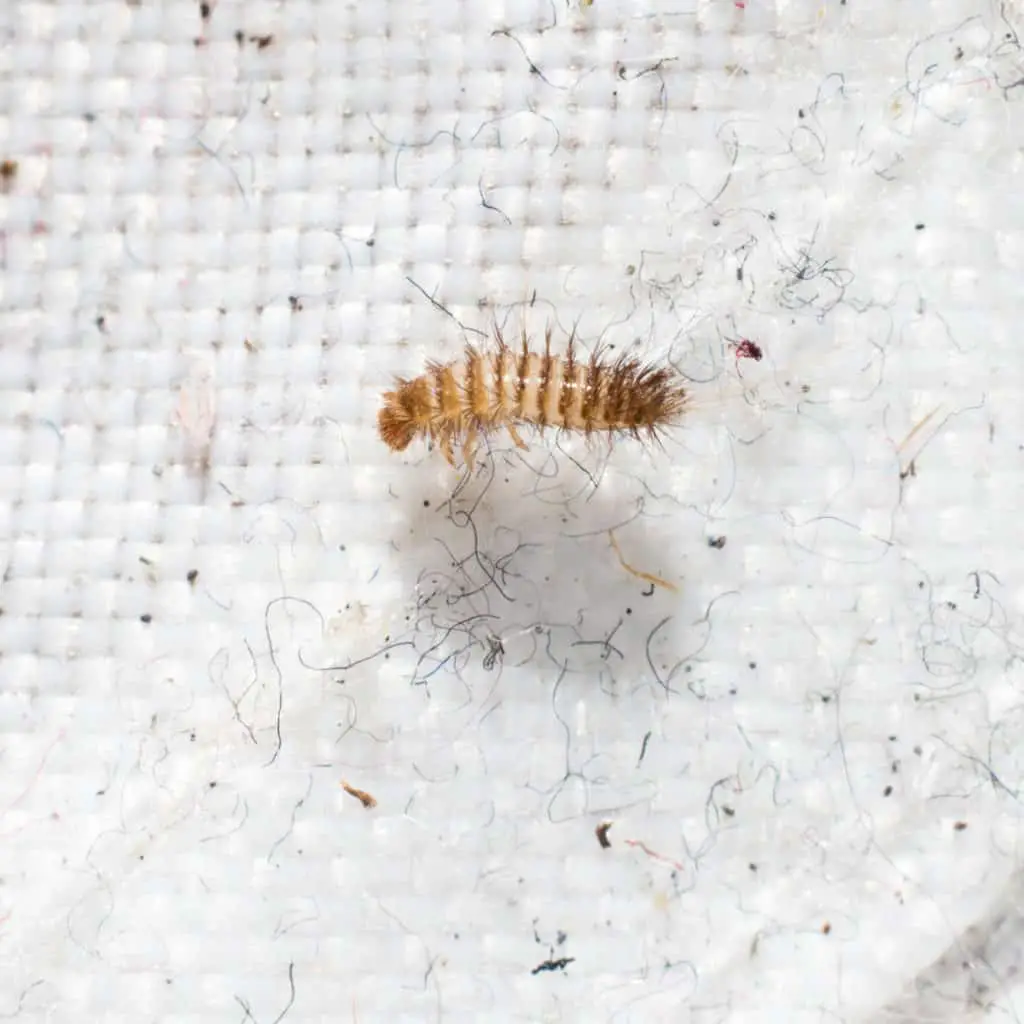 Carpet beetle larvae poop