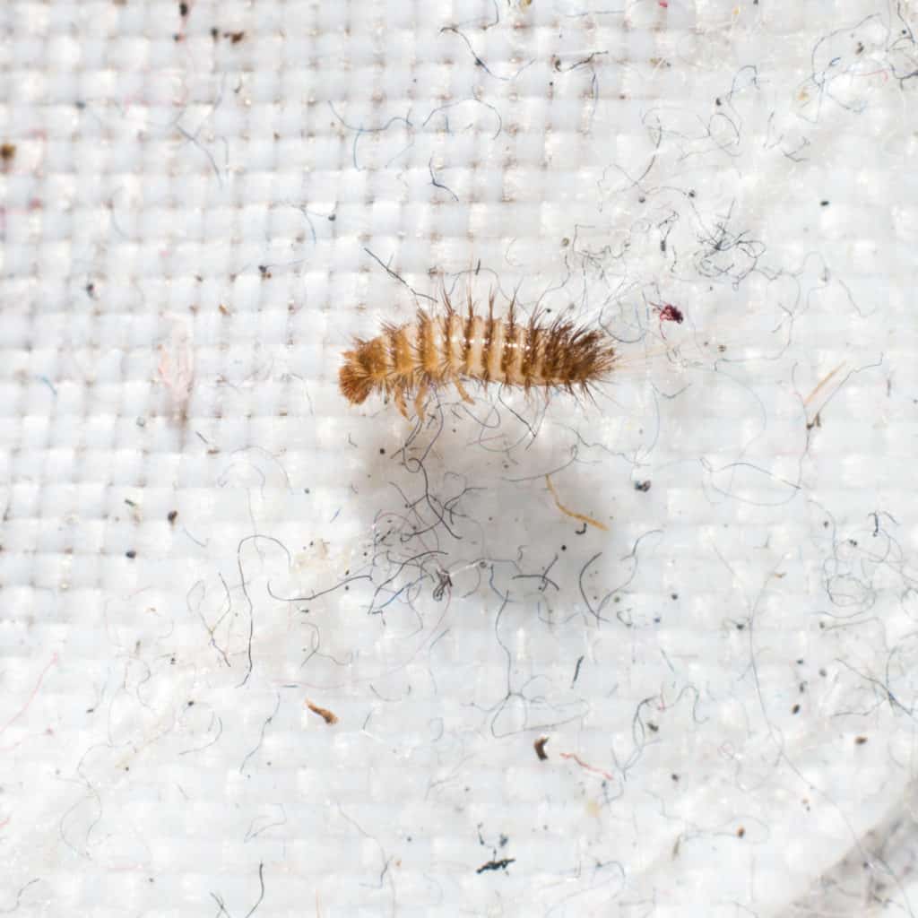 Carpet beetle larvae poop