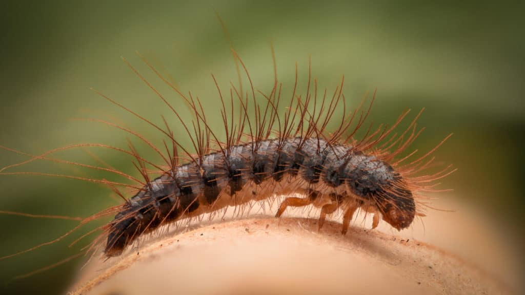 Carpet beetle larvae