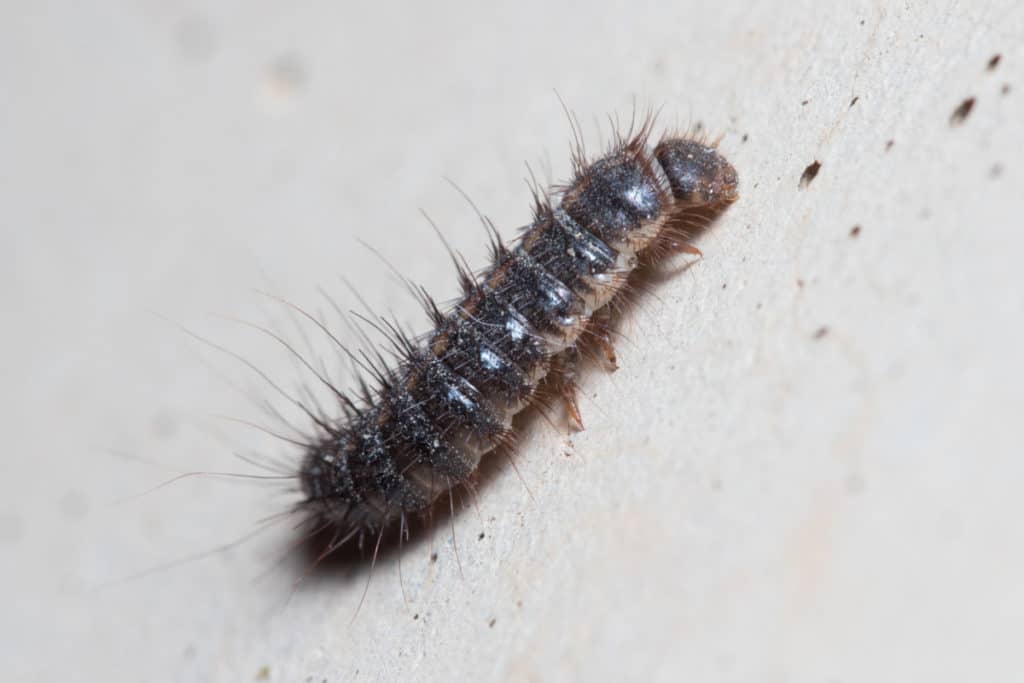 Carpet Beetle Larvae