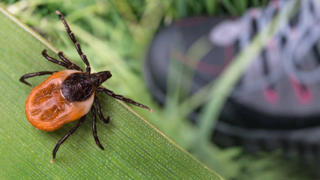 Deer Tick lurking in the grass