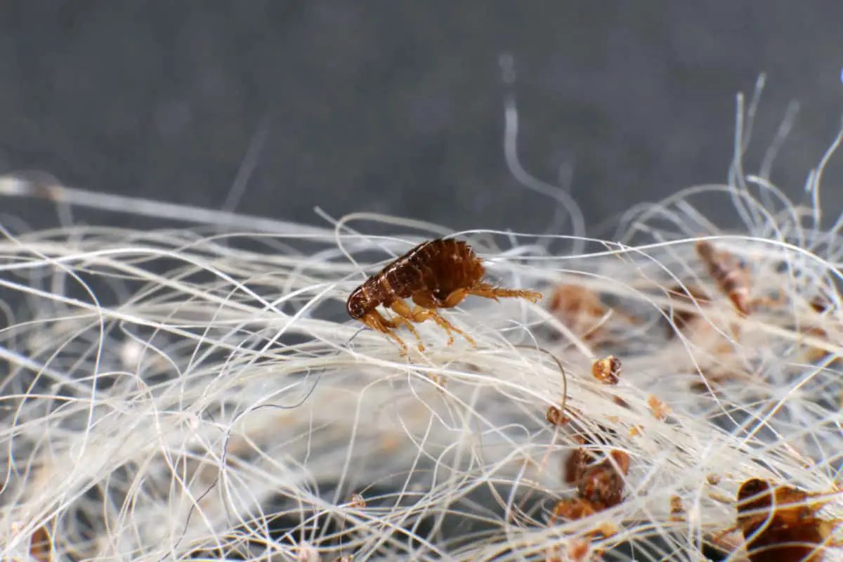 Do Carpet Beetles Bite? WhatBugIsThat