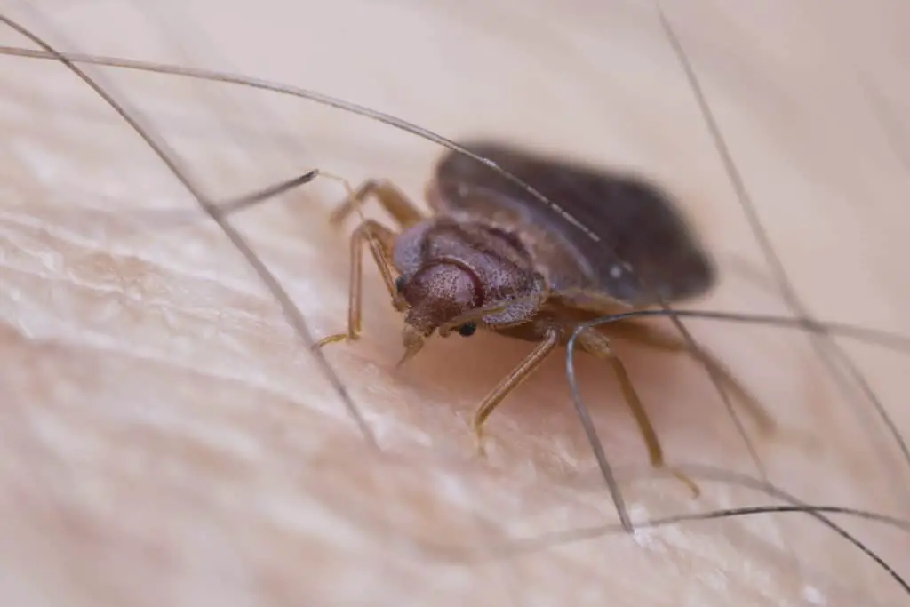 Bed Bug drawing blood from human skin