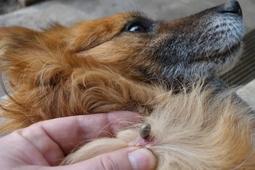 Dog with large tick attached to its skin