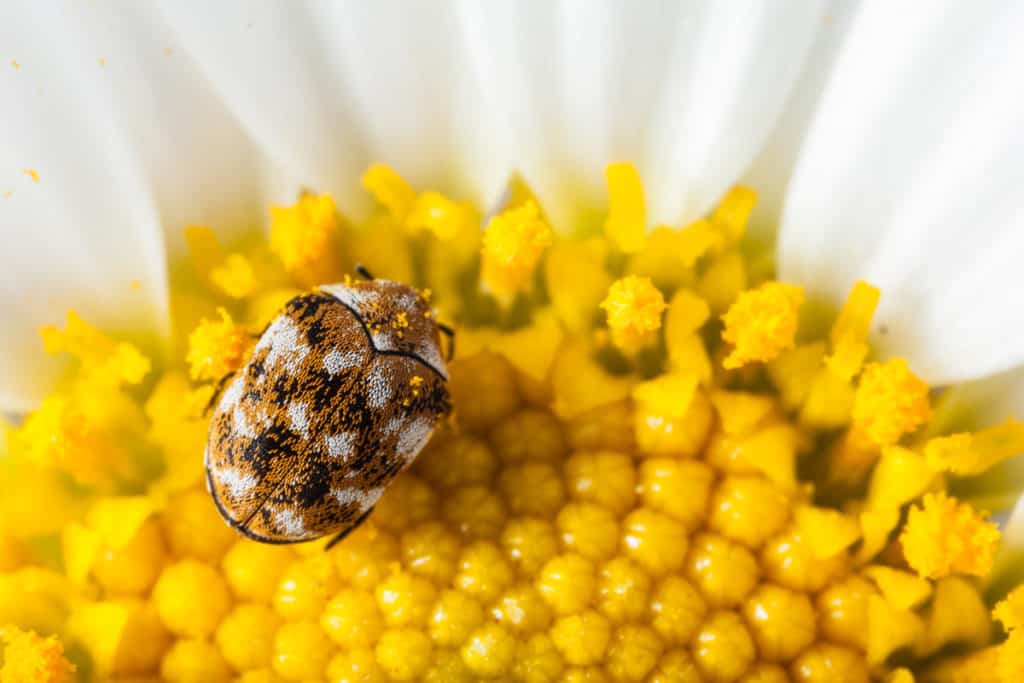 Carpet beetle in flower