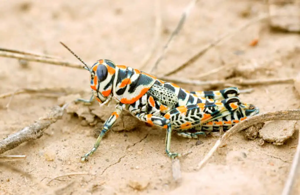 Bright colored grasshopper