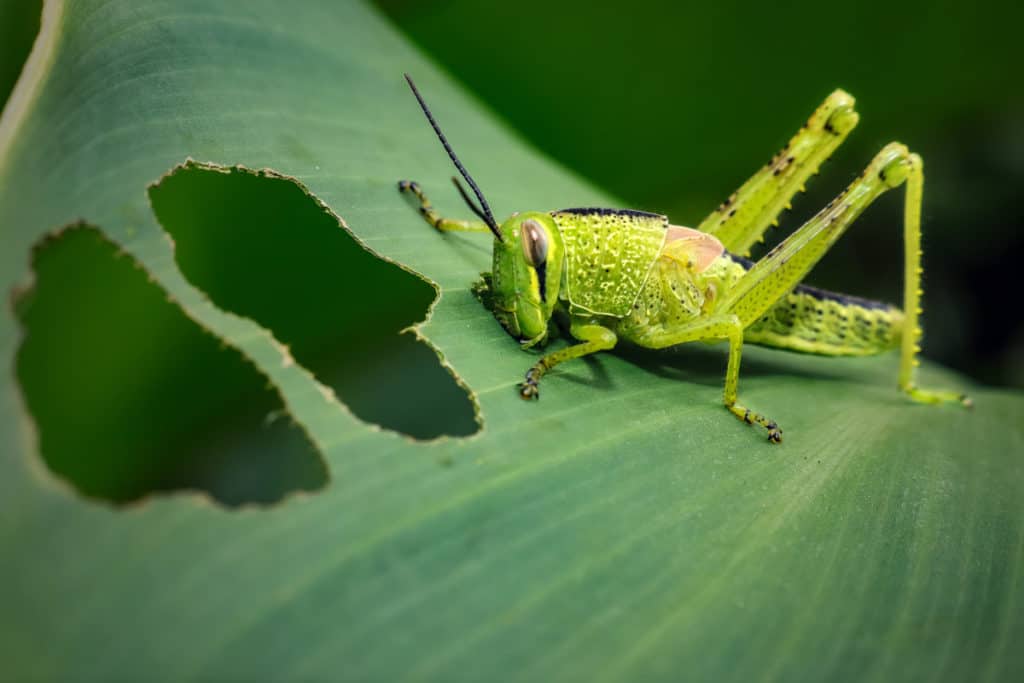Grasshopper eating 