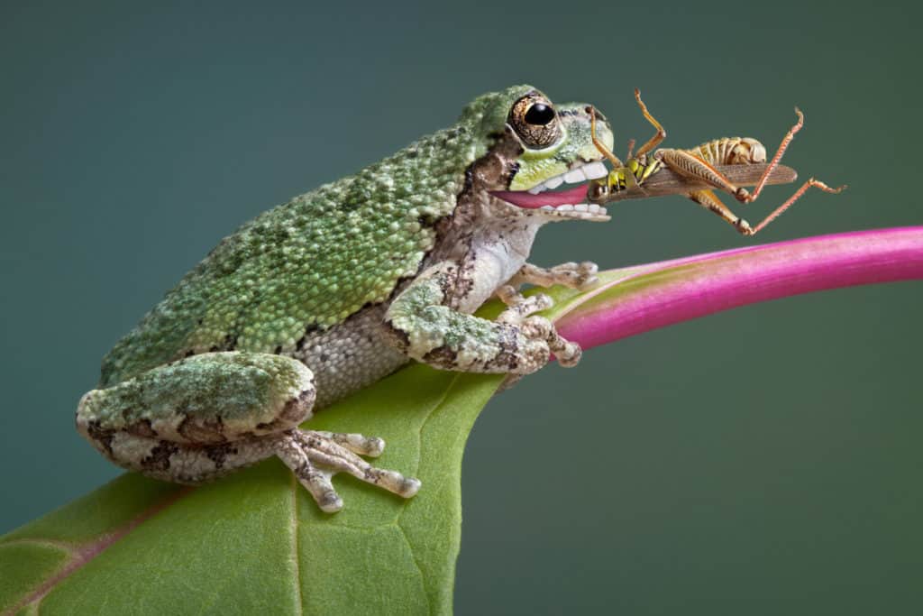 Frog eating a grasshopper