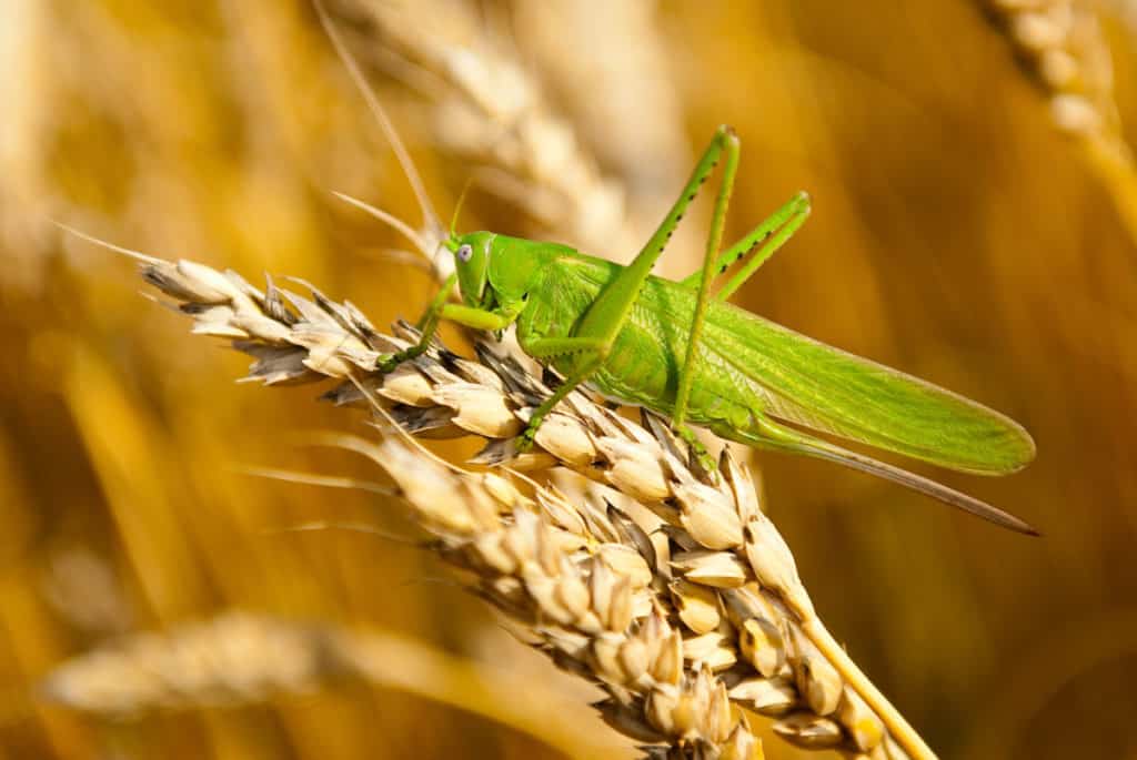 Grasshopper eating wheat