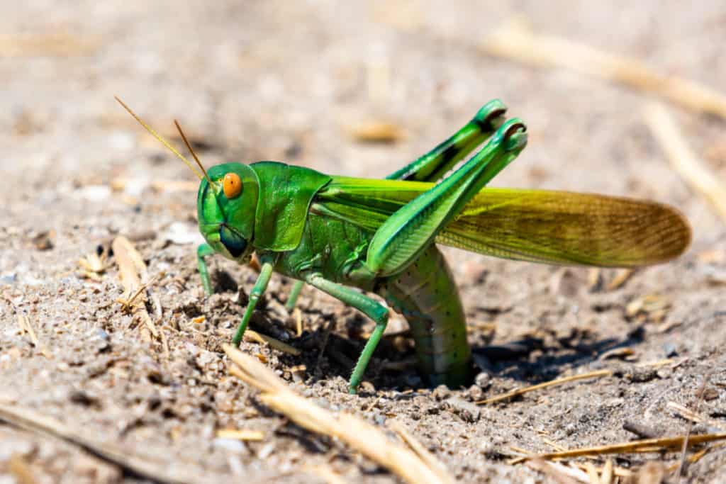 Grasshopper laying eggs in the ground