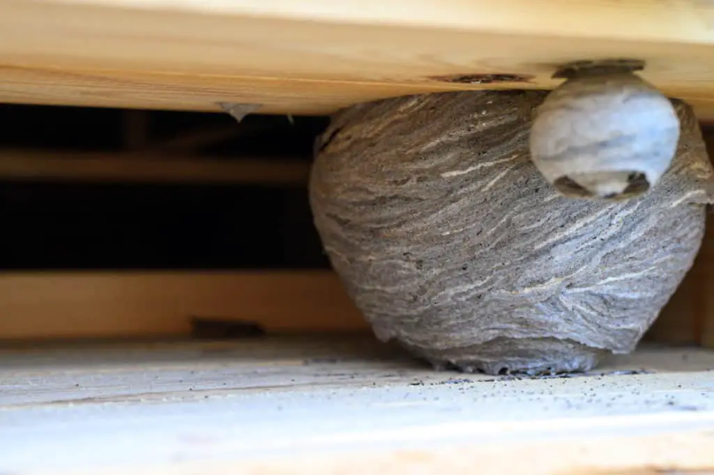 Wasps nest in roof cavity 