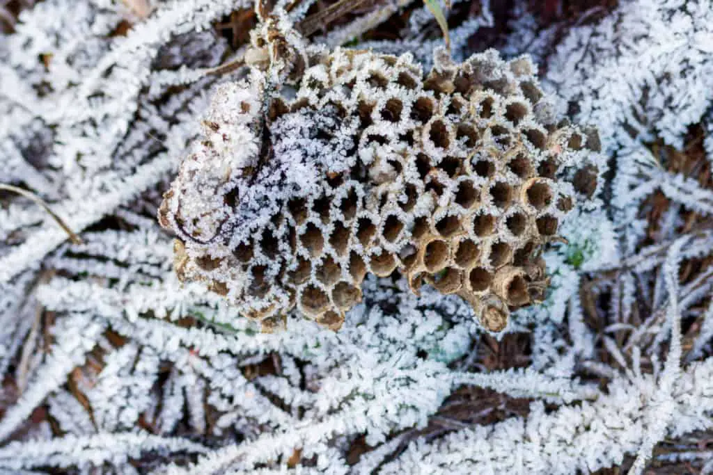 Wasps nest covered in snow