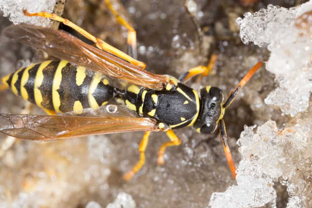 Wasp in the melting snow of spring