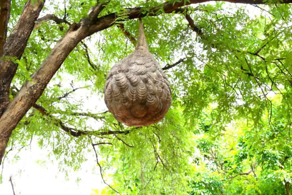 Large wasps nest