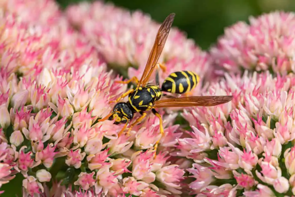 Paper wasp on flower