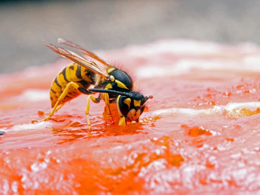 Yellow Jacket collecting salmon to feed to its larvae