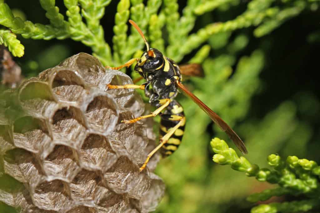 Paper wasp building its nest