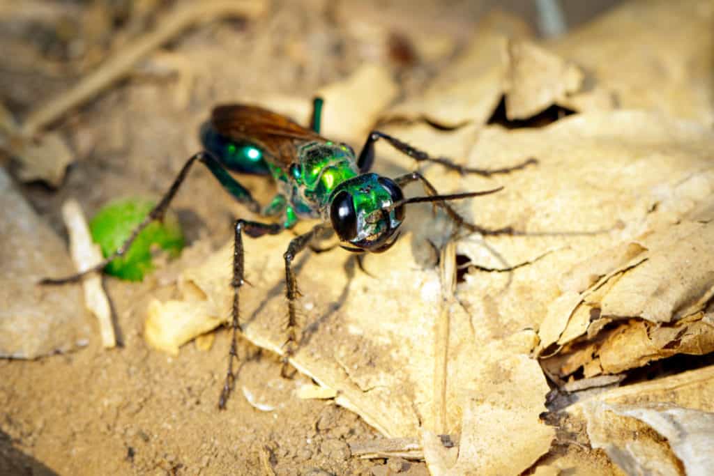 Ampulex,Compressa Wasp