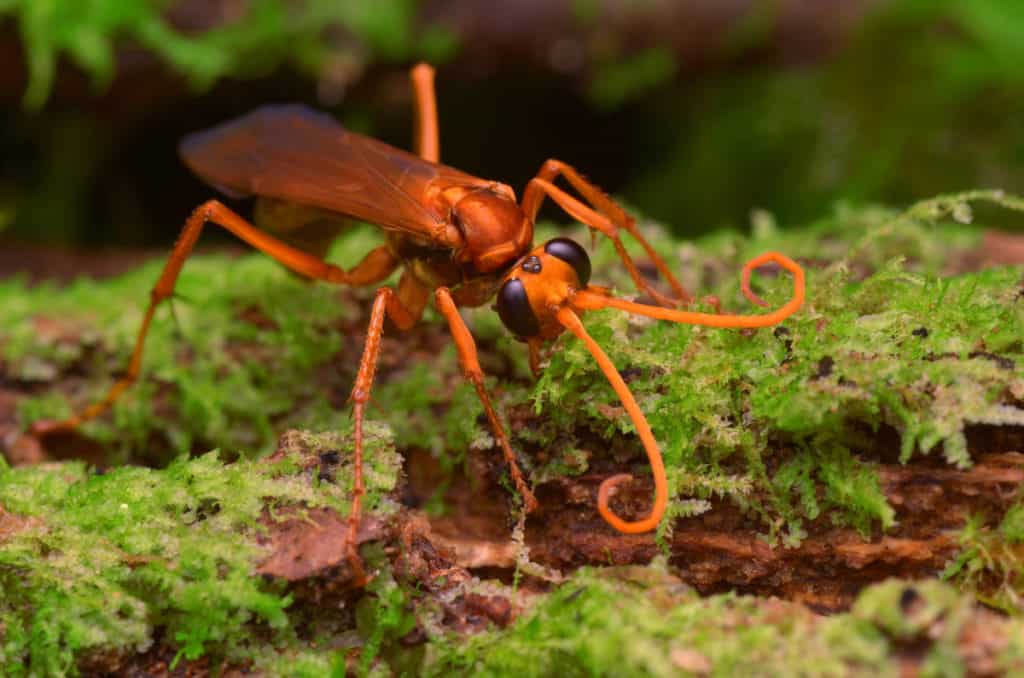 Spider Wasp