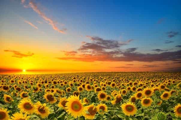 Field,Of,Blooming,Sunflowers