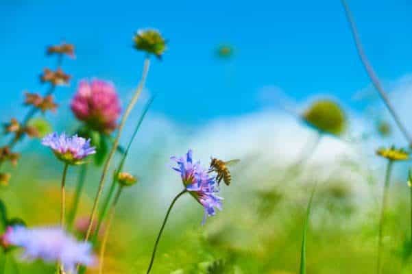 Bee on wildflower in field