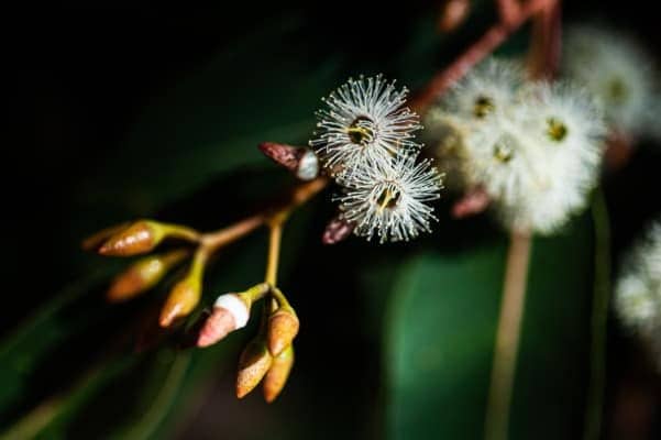 Jarrah Tree Blossom