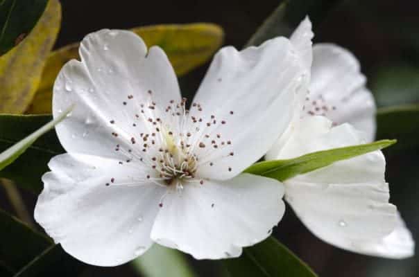 Leatherwood tree blossom