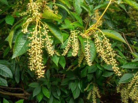 Sourwood tree blossom