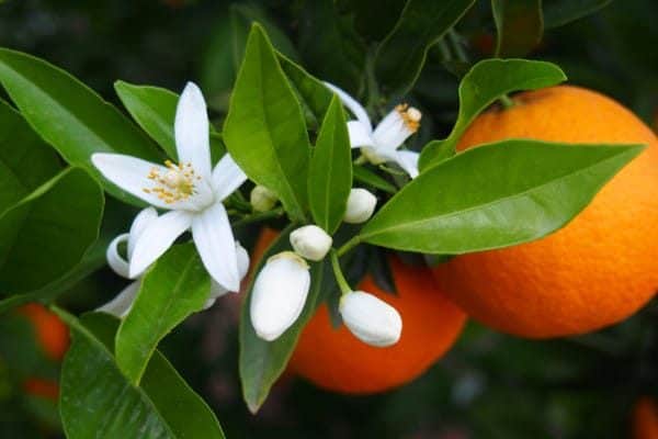 Orange tree blossom