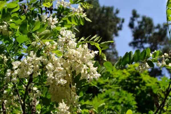 False acacia tree blossom