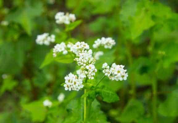 Buckwheat blossoms