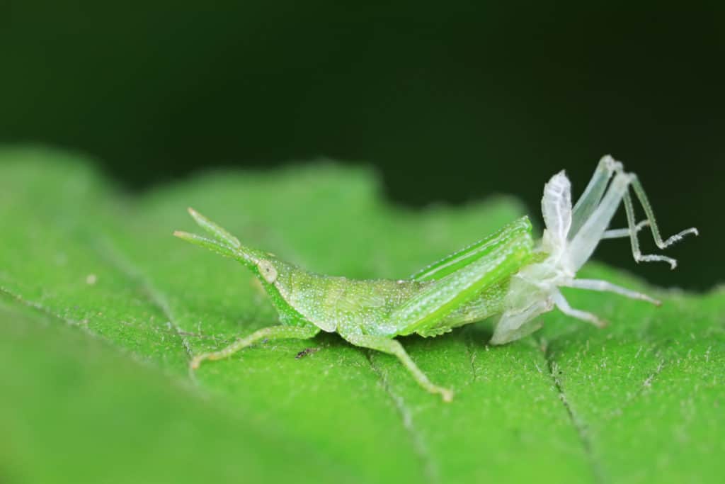 Grasshopper molting