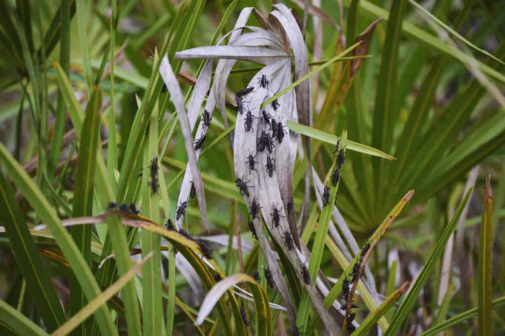 Swarm,Of,Juvenile,Eastern,Lubber,Grasshoppers