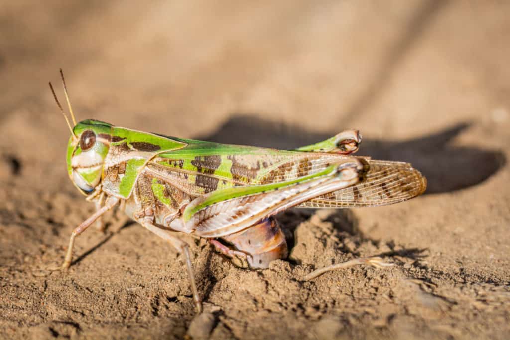 Grasshopper laying eggs in the sand