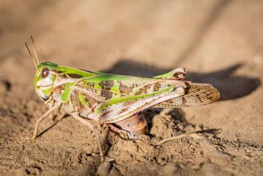 grasshopper egg sack