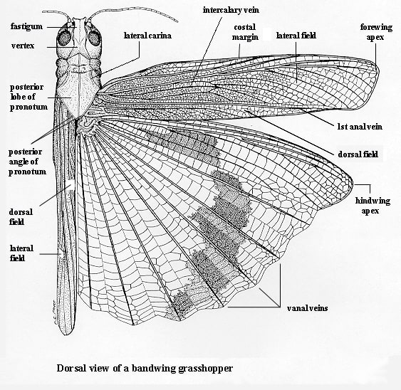 Grasshopper Wing diagram