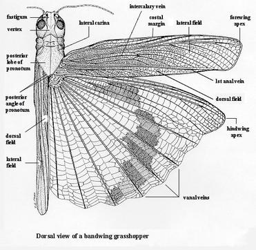 grasshopper wings