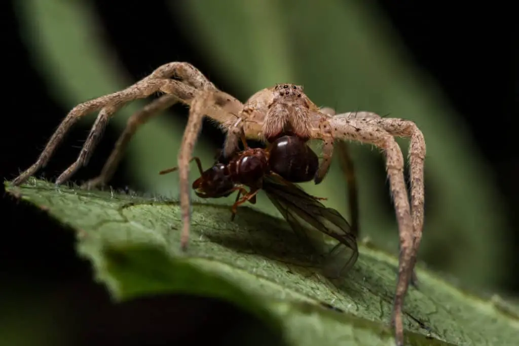 Brown Wolf Spider Eating an Ant