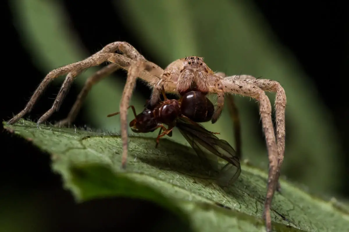 Паук поедающий муравьев