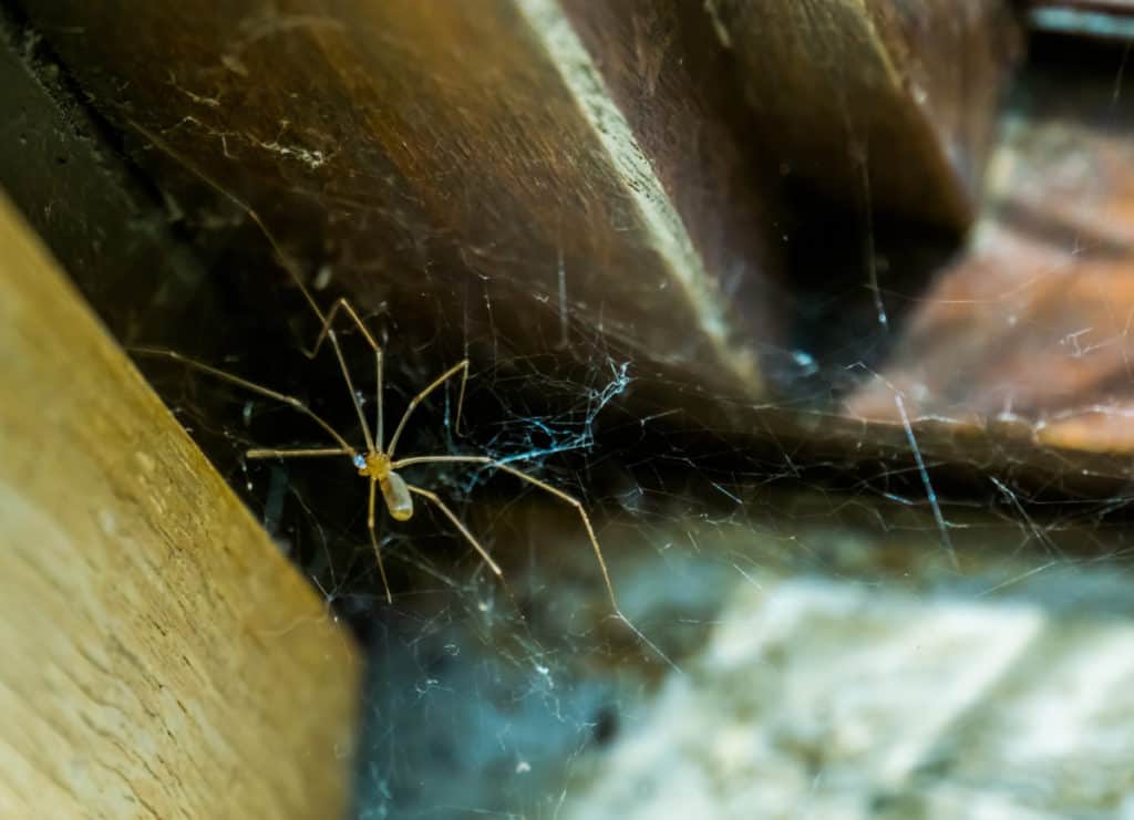 Cellar Spider also known as a Daddy Long Legs