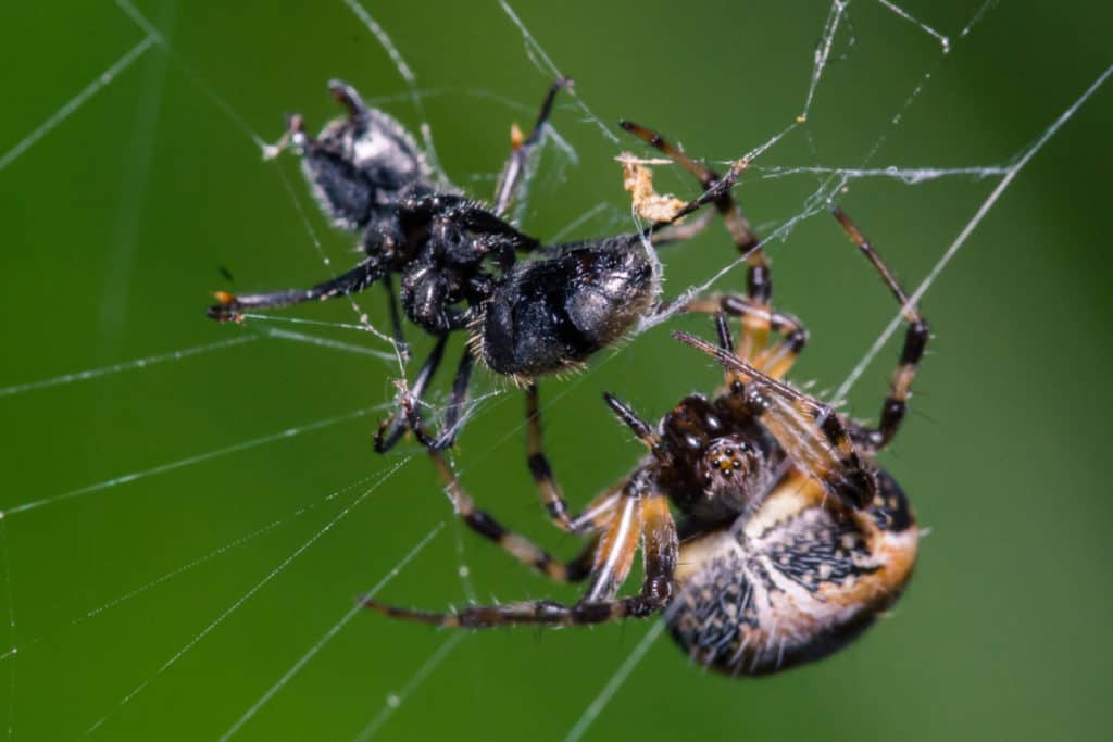 Spider with ant in its web