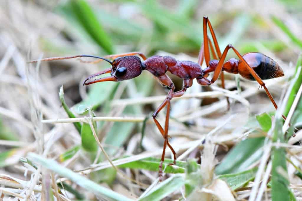 Bull Ant