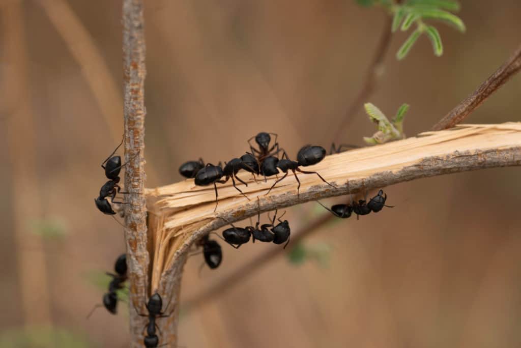 Black Carpenter Ants