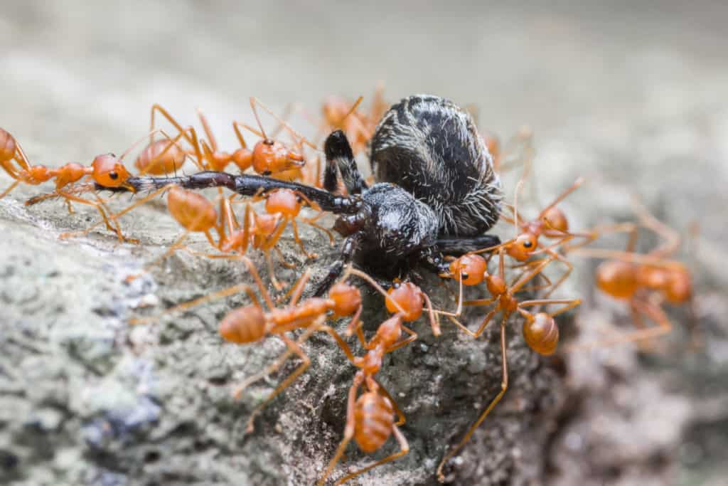 Fire Ants eating a spider