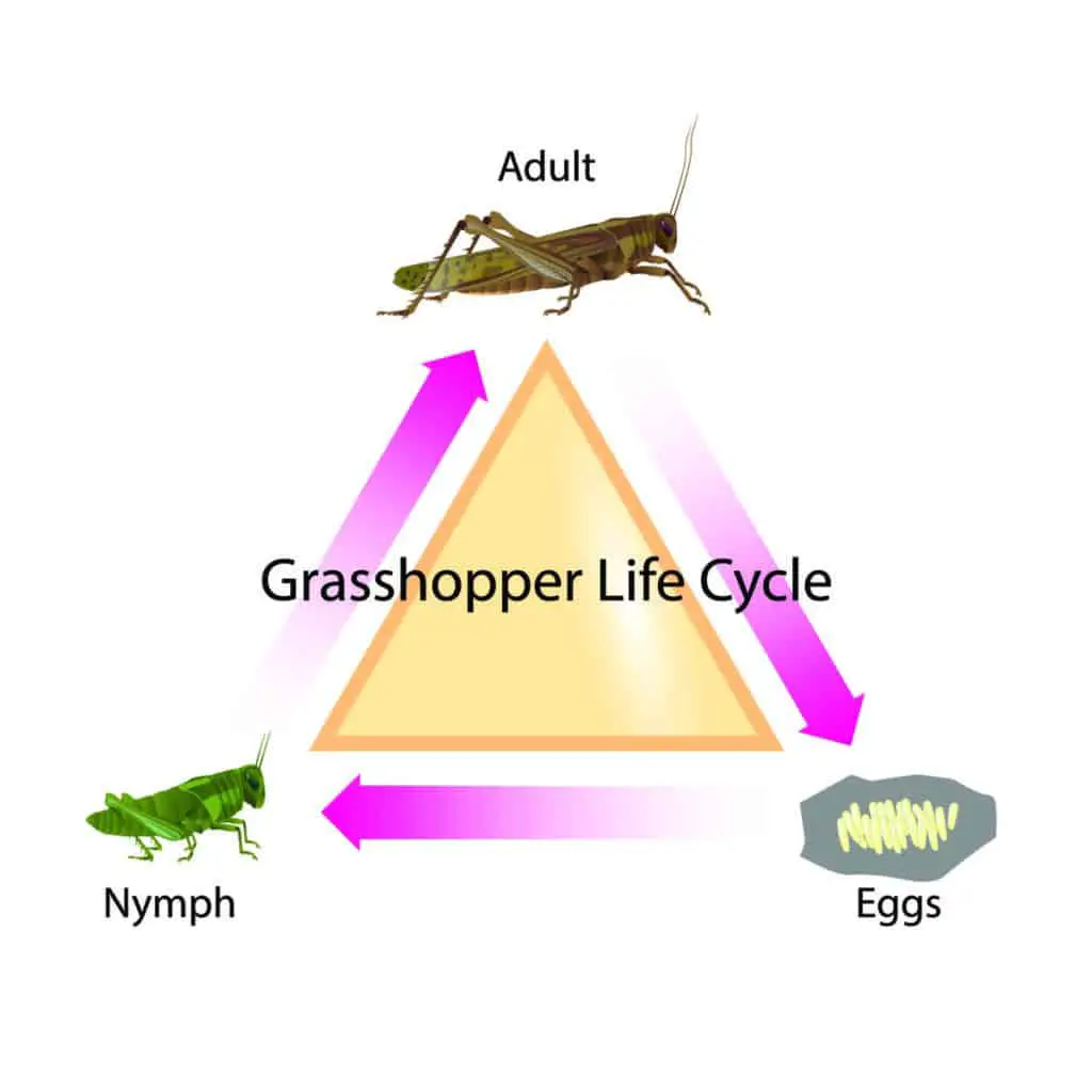 Grasshopper Lifecycle Diagram