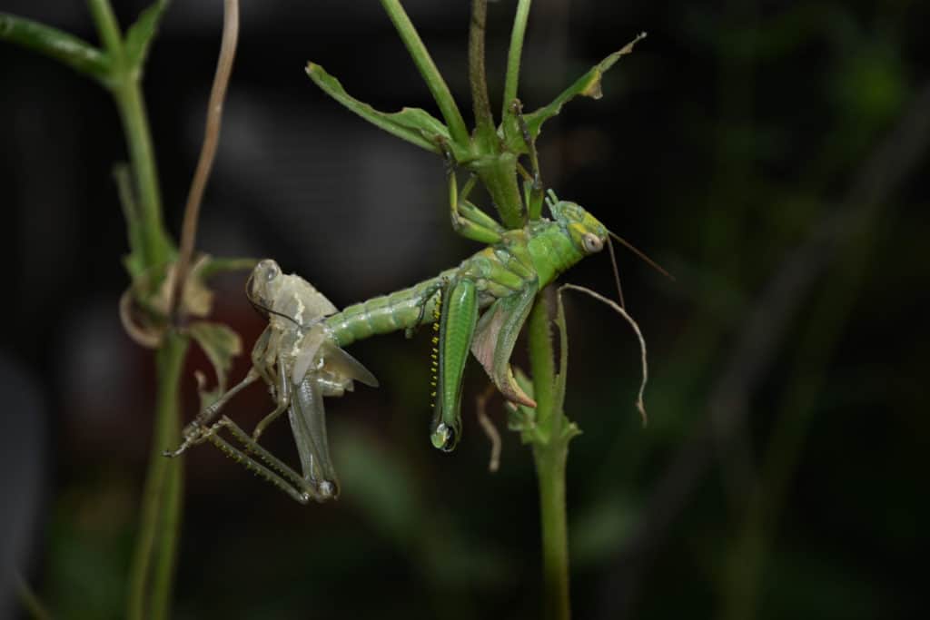 Grasshopper Nymph Molting